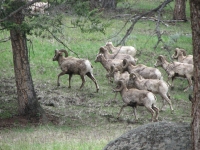 Bighorn sheep